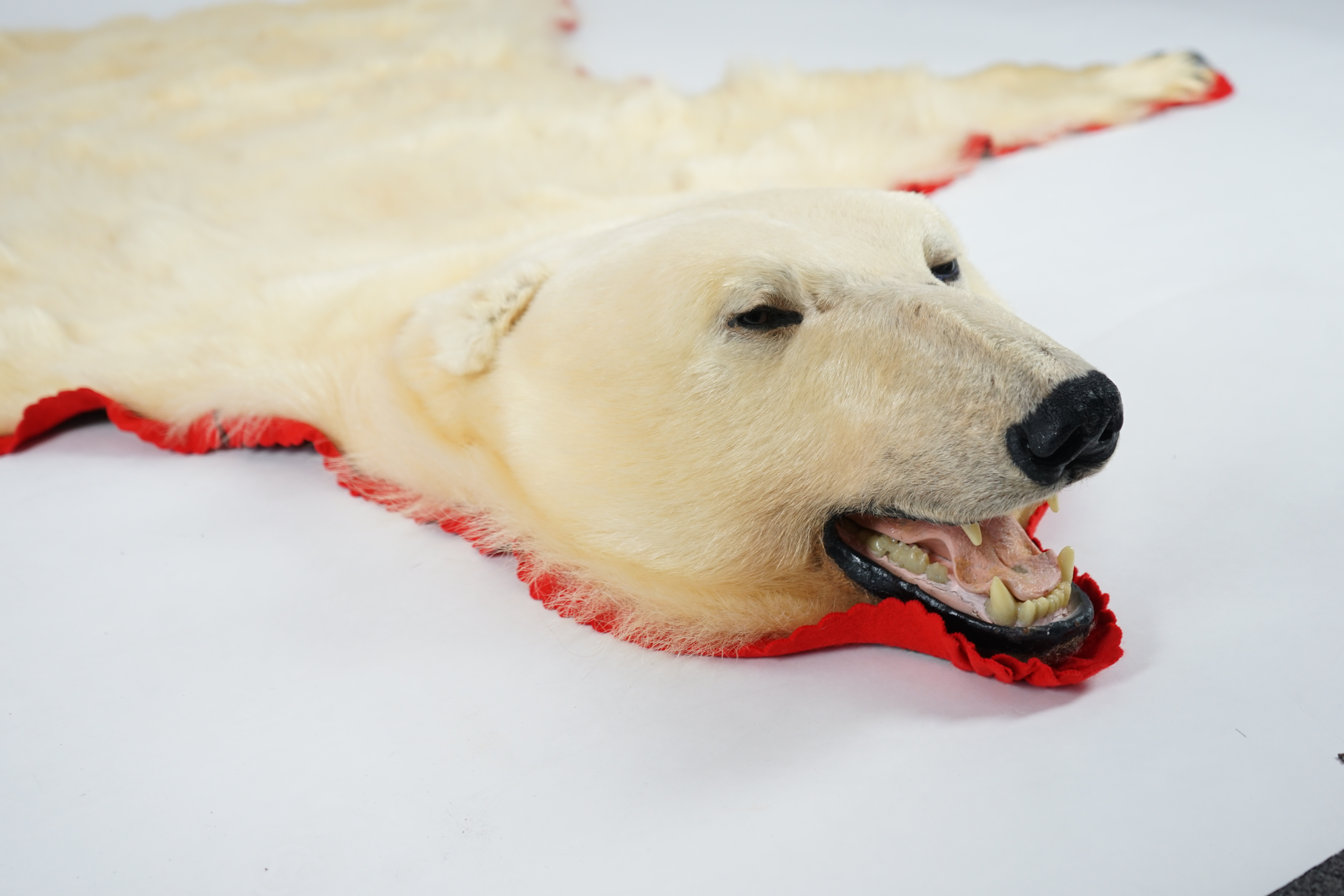 A Ken Hawkins taxidermy polar bear skin rug